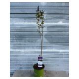 Virtual Violet Lilac Bush