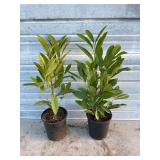 2 - Schipkaensis Cherry Laurels