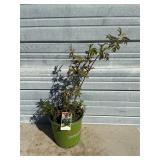 Bob Gordon Elderberry Bush