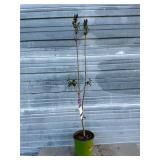 Virtual Violet Lilac Bush