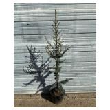 4' Blue Atlas Cedar Tree