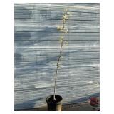 Chanticleer Ornamental Pear