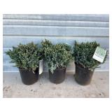 3 - Blue Star Juniper