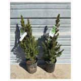 2 - Dwarf Alberta Spruce Trees