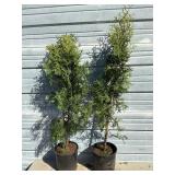 2 - Sky High Arborvitae