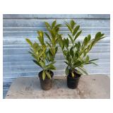2 - Schipkaensis Cherry Laurels