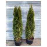 2 - 6' Emerald Green Arborvitae