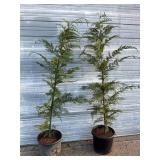 2 - Leyland Cypress Trees