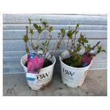 2 - Endless Summer 'Summer Crush' Hydrangeas