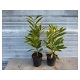 2 - Schipkaensis Cherry Laurels