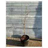 Black Tartarian Sweet Cherry Tree