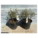 2 - Snowmound Spiraea Bushes