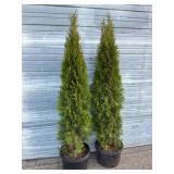 2 - 6' Emerald Green Arborvitae