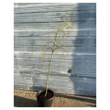 Weeping Pussy Willow Tree