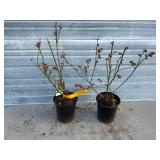 2 - Blueray Bluberry Bushes