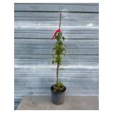 Willamette Raspberry Bush