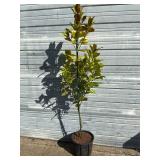 Southern Magnolia Tree