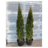 2 - 6' Emerald Green Arborvitae