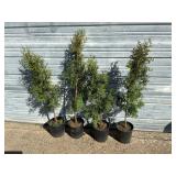 4 - Sky High Arborvitae