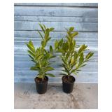 2 - Schipkaensis Cherry Laurels