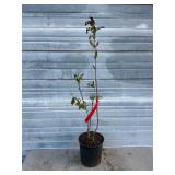 Katherine Havemeyer Lilac Bush