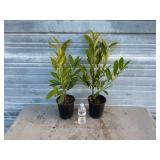 2 - Schipkaensis Cherry Laurels