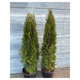 2 - 6' Emerald Green Arborvitae