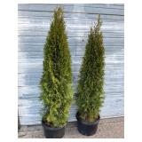 2 - 6' Emerald Green Arborvitae