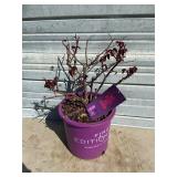 Ramblin' Red Rose Bush