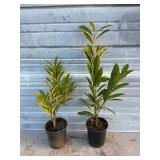 2 - Schipkaensis Cherry Laurels