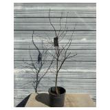 Bloodgood Japanese Maple Tree