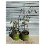 2 - York Elderberry Bushes