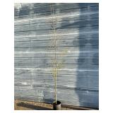 Japanese Stewartia Tree