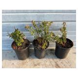 3 - Lingonberry Bushes