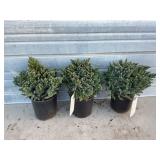 3 - Blue Star Juniper