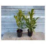 2 - Schipkaensis Cherry Laurels