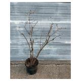 Bluecrop Blueberry Bush