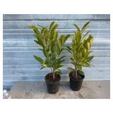 2 - Schipkaensis Cherry Laurels