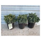 3 - Blue Star Juniper