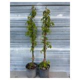 2 - Willamette Raspberry Bushes