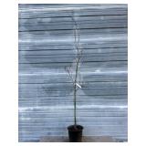 Omure Yama Japanese Maple Tree