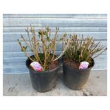 2 - 'Love' Hydrangeas