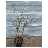 Bluecrop Blueberry Bush