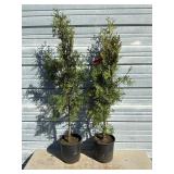 2 - Sky High Arborvitae