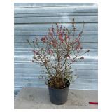 Sunshine Blue Blueberry Bush