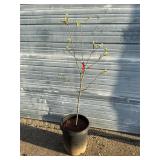 Dwarf Fruiting Pineapple Quince