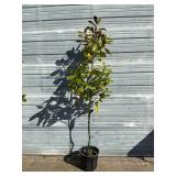 Southern Magnolia Tree