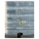 Chanticleer Ornamental Pear Tree