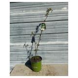 York Elderberry Bush