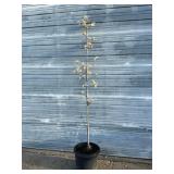 Chanticleer Ornamental Pear Tree